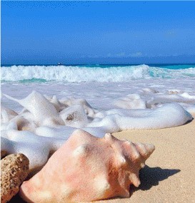 Conch shell on wet sand as a wave washes in