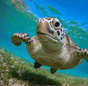 Sea turtle swimming toward the camera over a reef