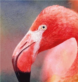 Close portrait of a pink flamingo