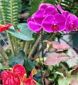 Magenta orchids and red anthuriums among tropical leaves