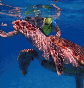 Snorkeler swimming beside a sea turtle